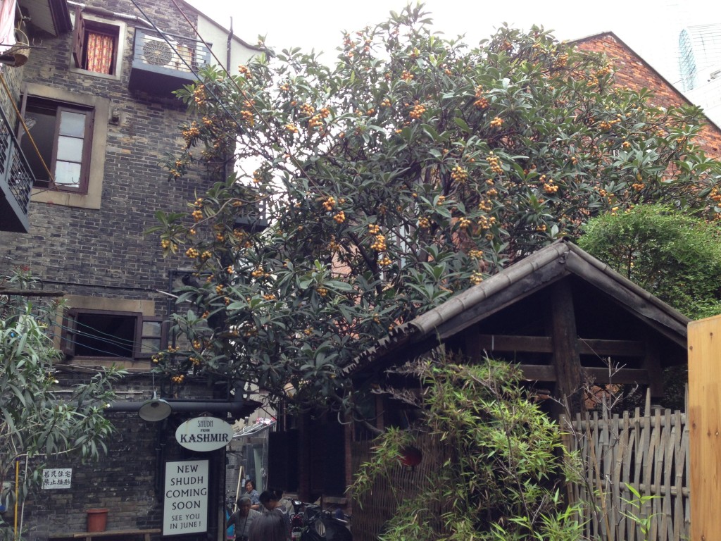 A beautiful loquat tree in Tian Zi Fang